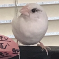 十姉妹