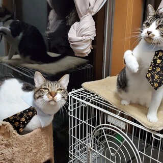 のんびりまったり、癒し系カップル