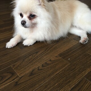 ポメラニアン　♀ れんちゃん　6才