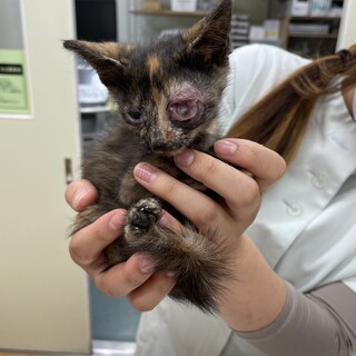 サビ猫２ヶ月メス、猫風邪で片目が駄目です