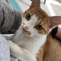 一頭飼いオススメ♪人懐っこい茶白君です！