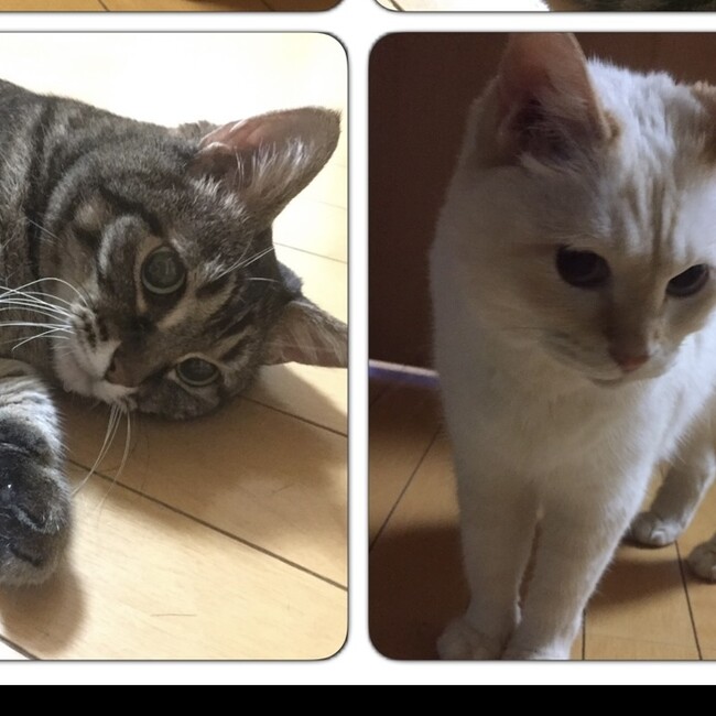 優 香のカバー写真