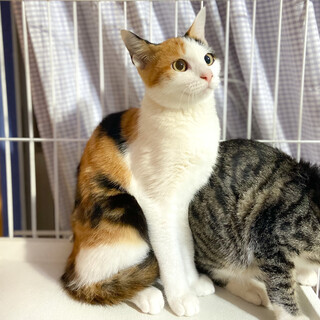 スリゴロにゃんの甘えん坊☆ゆずちゃん4ヶ月