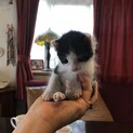 可愛い生後20日ハチワレ子猫