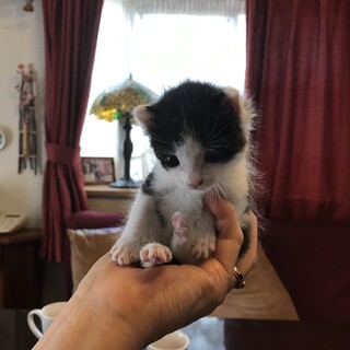 可愛い生後20日ハチワレ子猫