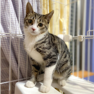 スリゴロにゃんの甘えん坊☆ポンちゃん4ヶ月