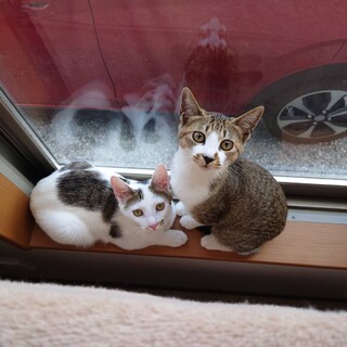 生後6か月男の子兄弟