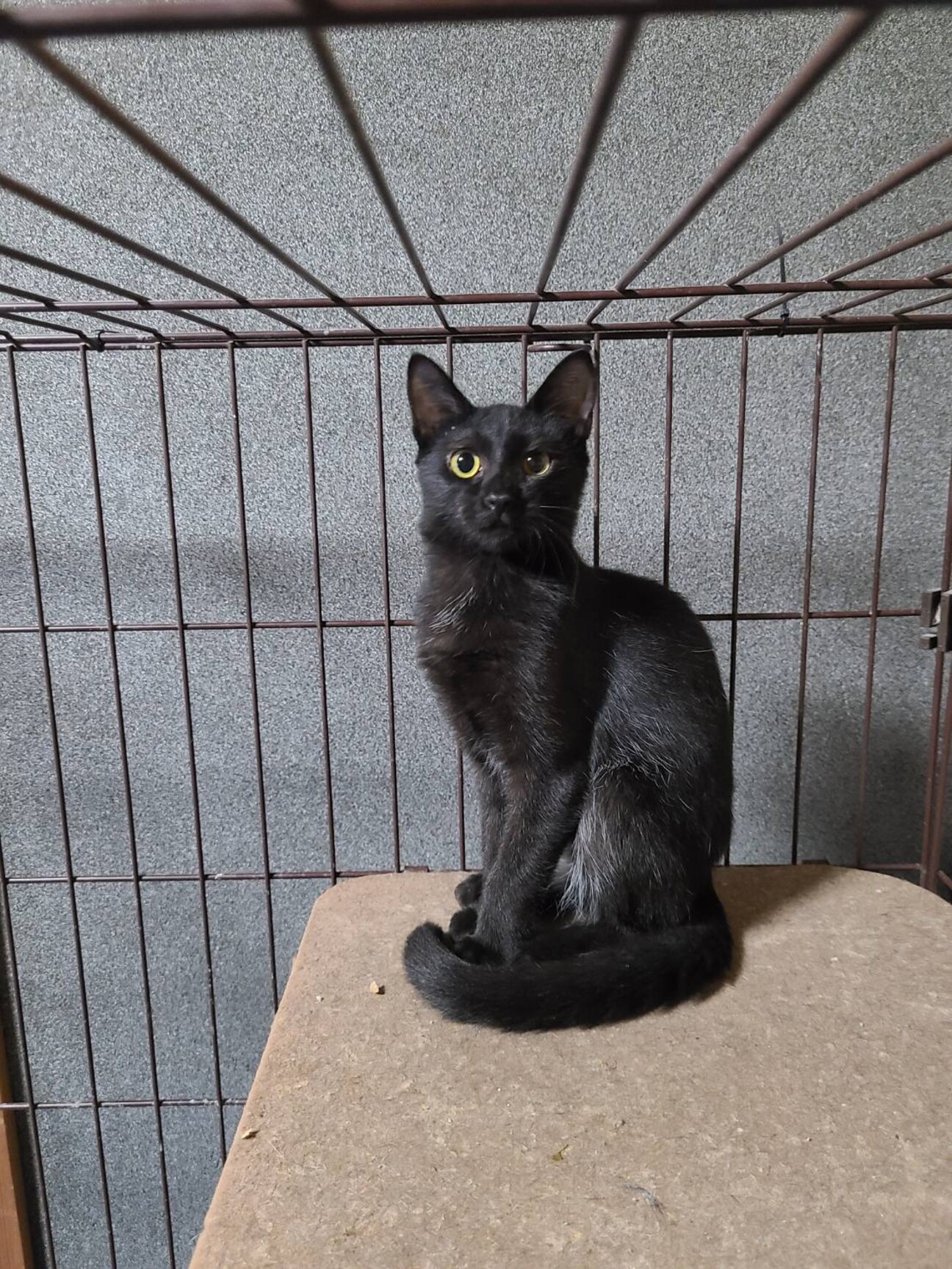 保護猫 黒猫 4ヶ月 オス 三重県 猫の里親募集 ペットのおうち 月間利用者150万人