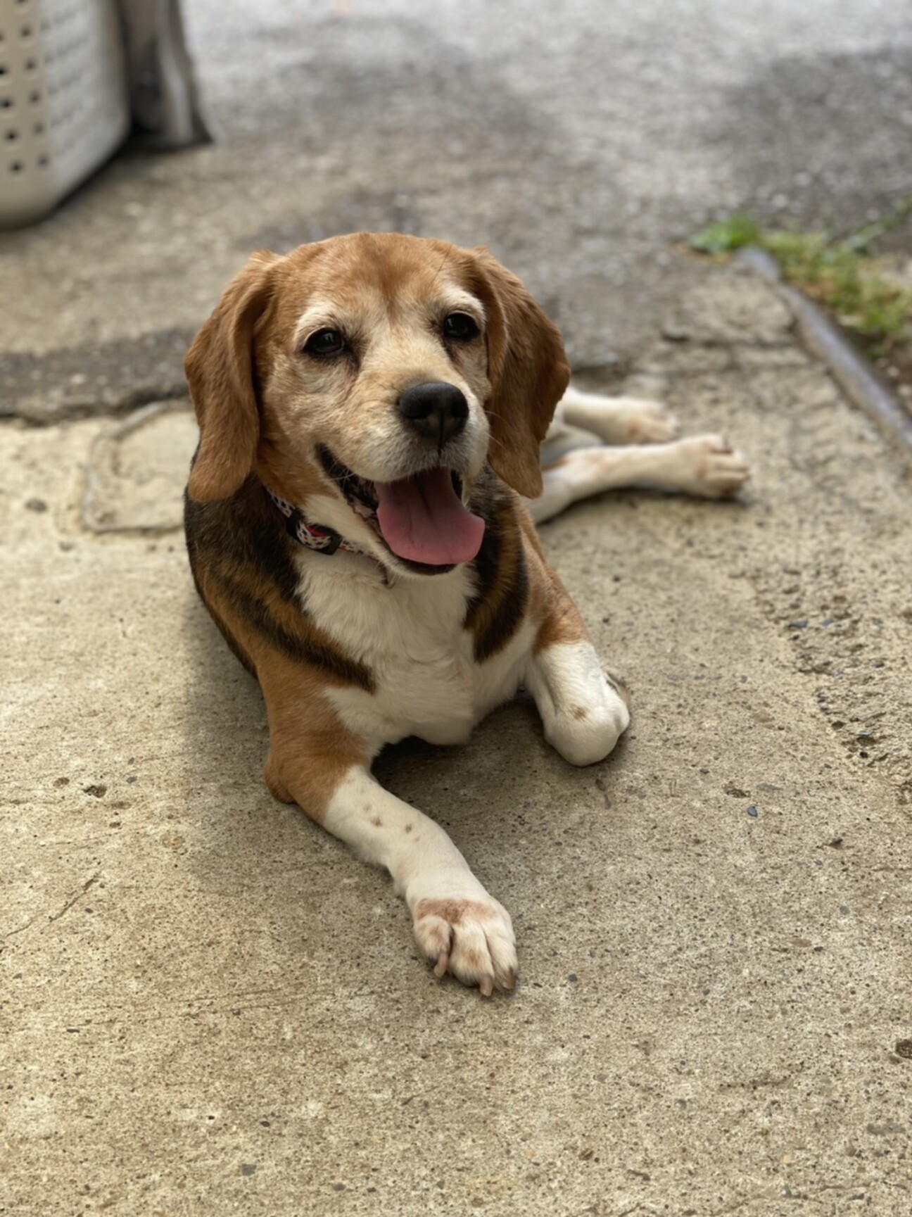 ほっこり穏やかなビーグル 千葉県 犬の里親募集 3868 ペットのおうち 月間利用者150万人