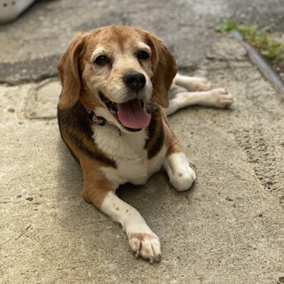 ほっこり穏やかなビーグルの「ビビ」