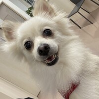 ソフィー