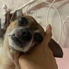 Formydogさん