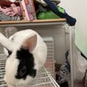 うさぎ2匹です。 サムネイル2