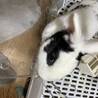 うさぎ2匹です。 サムネイル3