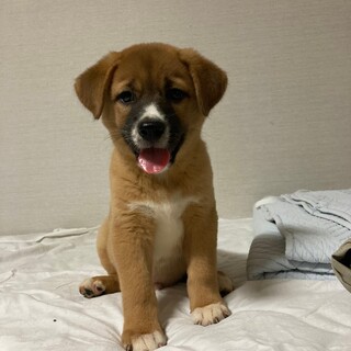 生後約2ヶ月の里親緊急募集