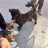 アポちゃん朝散歩