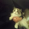 また会いたいな