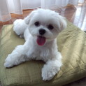 マルチーズの女の子です。
