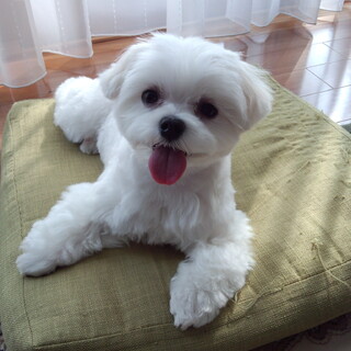 マルチーズの女の子です。