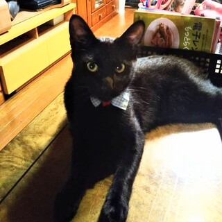 ドゥ、里親さま決定！ありがとうございました♡