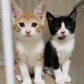 【募集一時停止中】かわさき君・ほんだ君