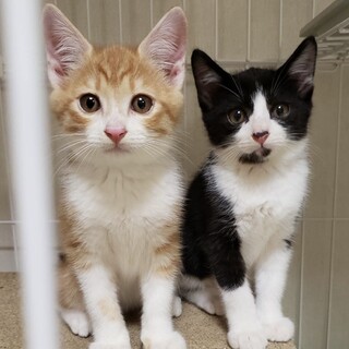 【募集一時停止中】かわさき君・ほんだ君