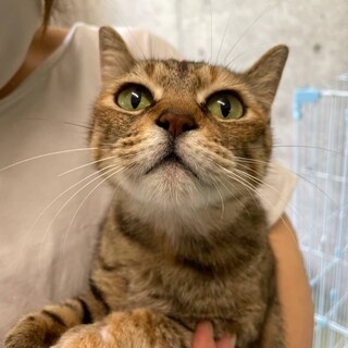 美人さんのキジトラよもぎちゃん♡再募集します