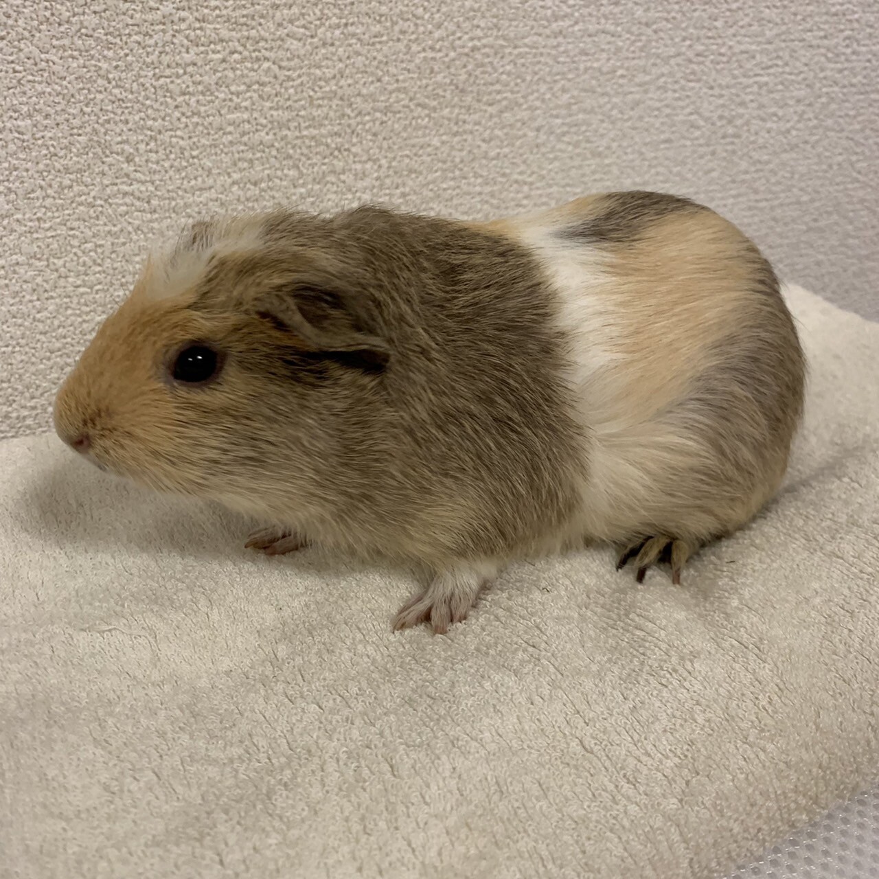 かわいいモルモットの子供 大阪府 小動物の里親募集 ペットのおうち 月間利用者150万人