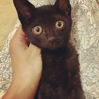 ちび♀猫にも人にもフレンドリー