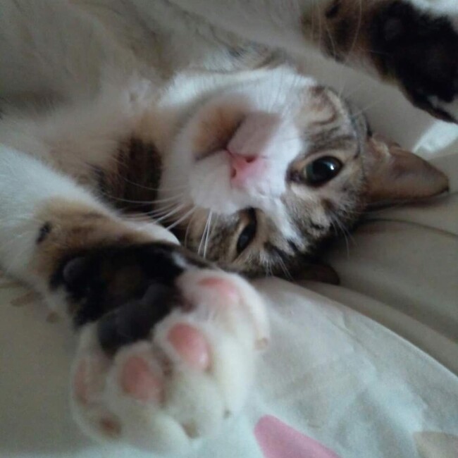 ジルにゃんこのカバー写真