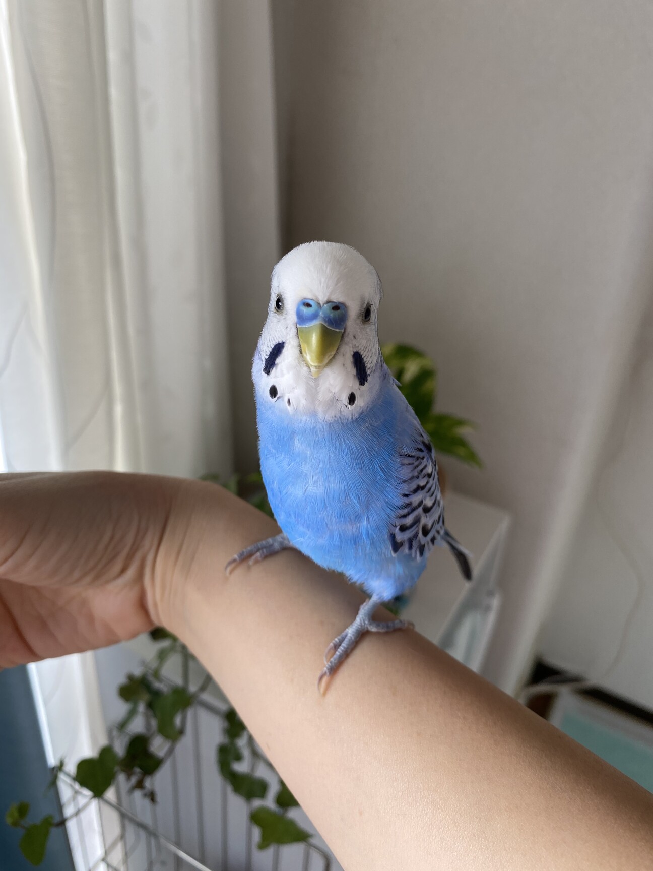 ブルーのセキセイインコ」大阪府 - 鳥の里親募集(386898) 1枚目の画像