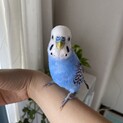 ブルーのセキセイインコ