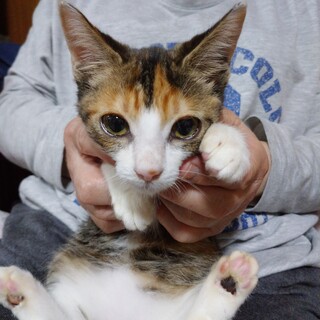 推定７月上旬生まれ　おてんば三毛女子☆くみちゃん