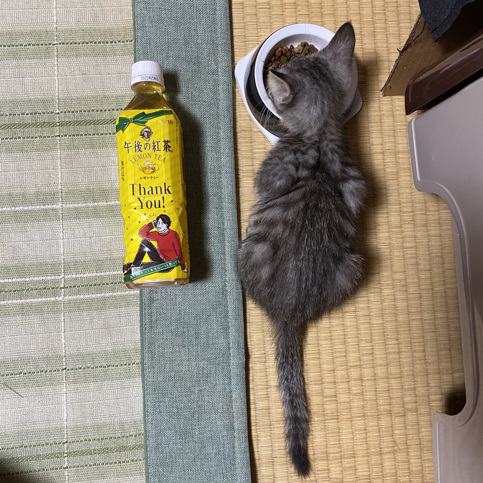 カイトのカバー写真