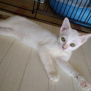 ♥キレイな白兄弟♥家族になってください✨