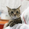 甘えん坊キジ猫ちゃん。