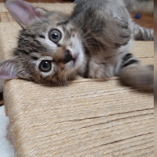 生後1か月半激可愛子猫