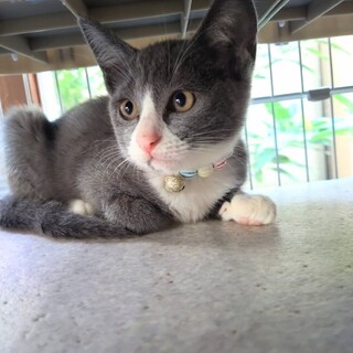 【毎週日曜譲渡会】グレー白の女の子