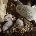 ハリネズミの赤ちゃん