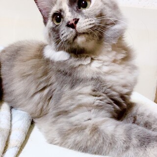 【サイベリアン風子猫】長毛パステルサビ、もんちゃん