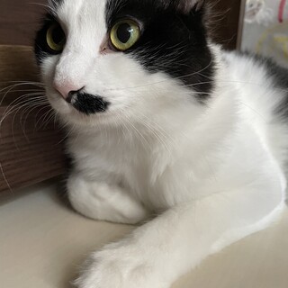 甘えん坊⭐︎長毛白黒ハチワレ⭐︎おかか