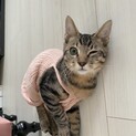 美形男の子です❗️３ヶ月❗️