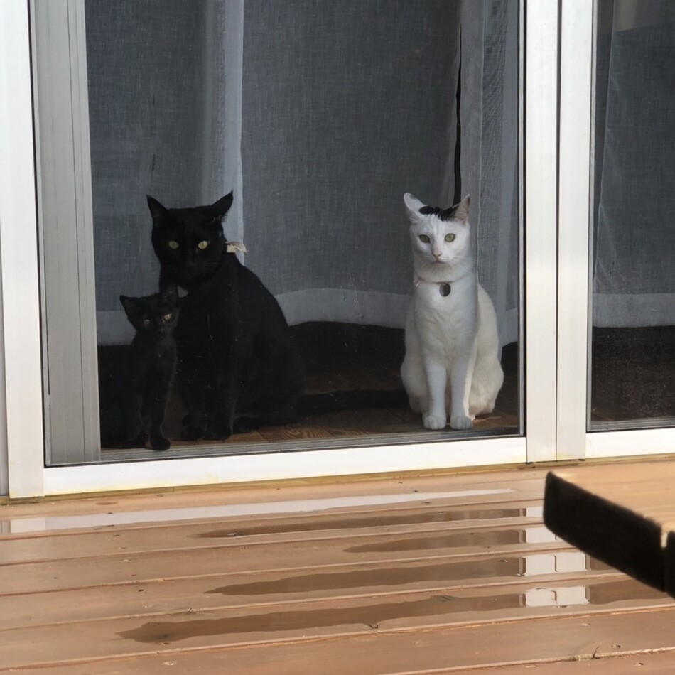 スミのカバー写真