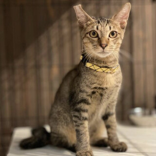 人馴れ抜群！エウロスくん