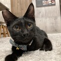 マイペースな黒猫さん　ゼピュロスくん