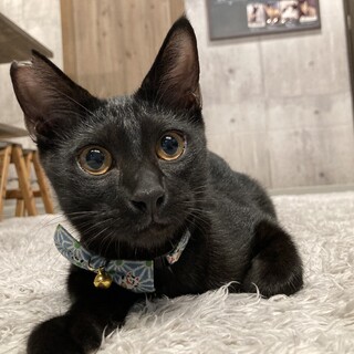 マイペースな黒猫さん　ゼピュロスくん