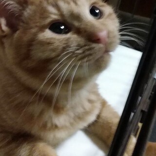 可愛いまる君里親様募集中