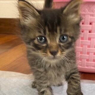 とっても可愛い赤ちゃん猫、中毛キジ黒のロン君！