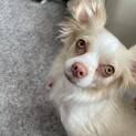 一旦募集停止させていただきます