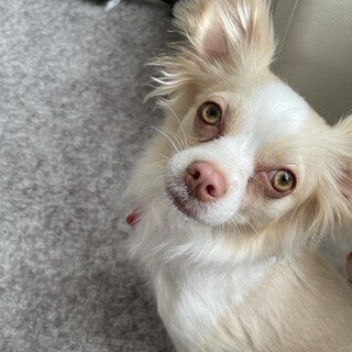 一旦募集停止させていただきます